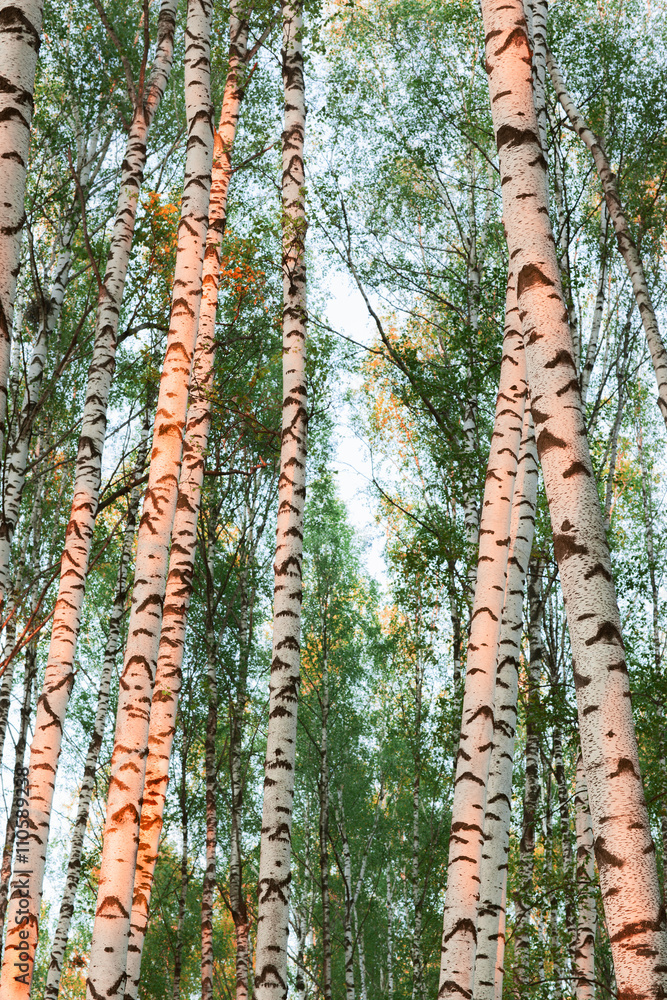 Obraz premium forest birch