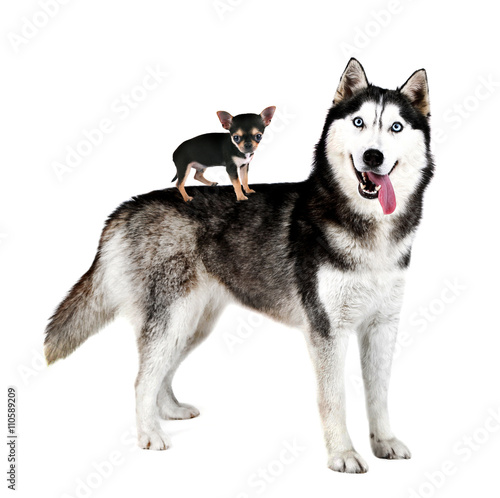 Chihuahua puppy standing on husky's back, isolated on white