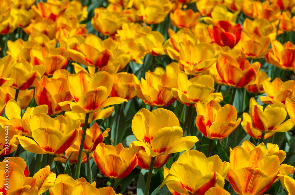 Blooming red and yellow tulips Blooming red and yellow tulips