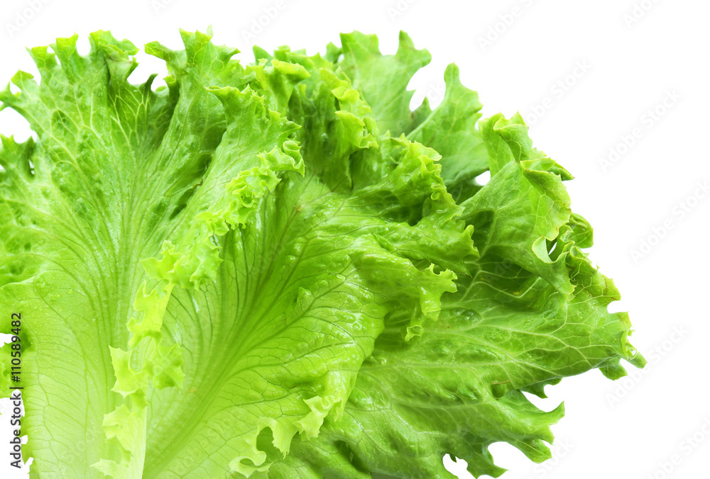 Fresh lettuce, closeup Fresh lettuce, closeup