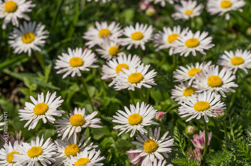 daisy flowers on the grass