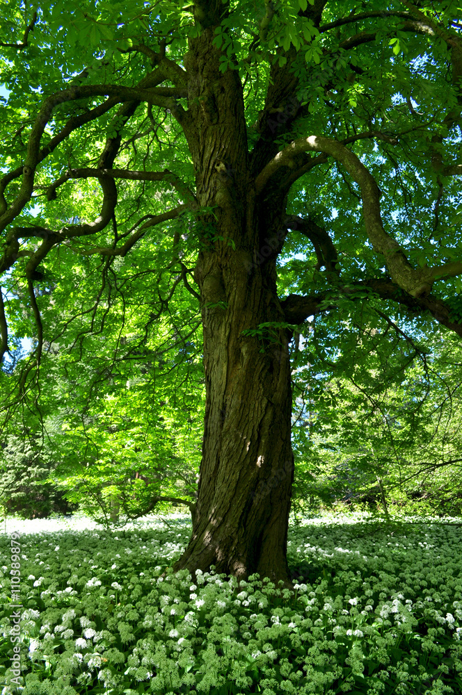 Fototapeta premium Kastanienbaum umgeben von Bärlauch