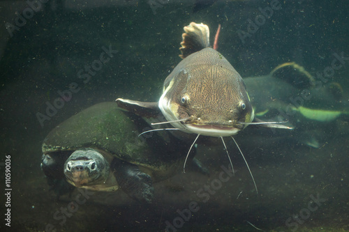 Redtail catfish and Malaysian giant turtle. photo