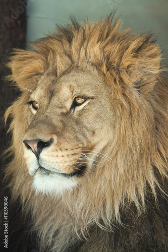 Fototapeta Naklejka Na Ścianę i Meble -  Lion (Panthera leo).