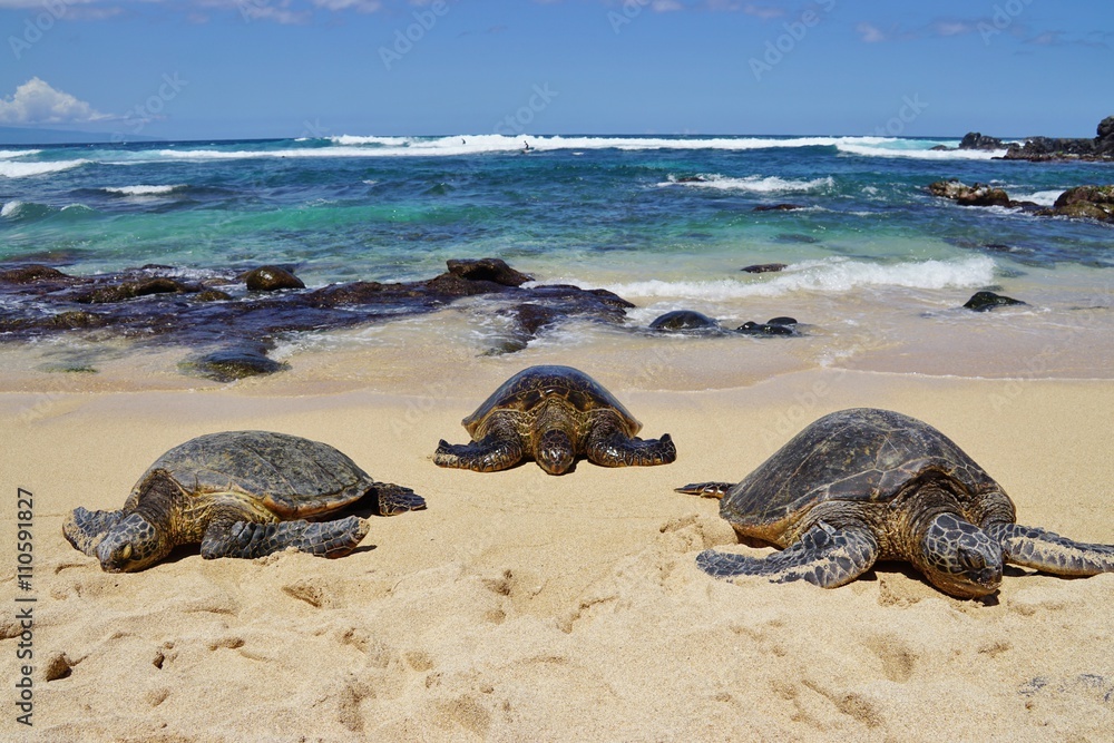 Naklejka premium Wild Honu giant Hawaiian green sea turtles at Hookipa Beach Park, Maui