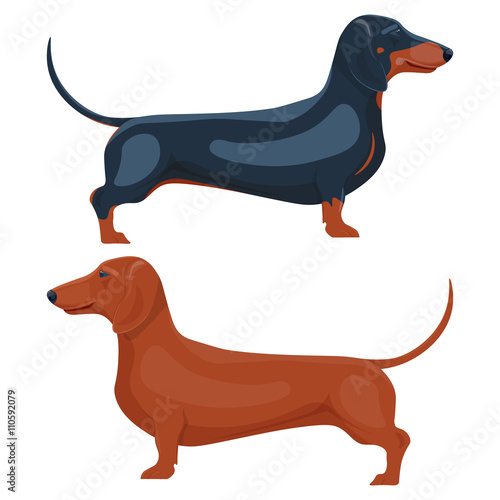 dachshund pet vector illustration isolated on white background