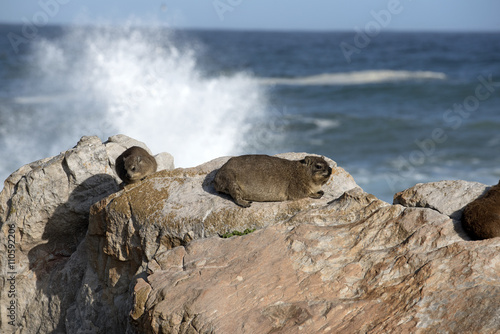 BETTY'S BAY WESTERN CAPE SOUTH AFRICA - APRIL 2016 - Rock Hyrax also known as a Dassie basking in the sun on a rock