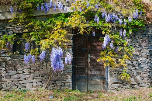 Wine cellar built from stones with purple acacia in village Maly Hores, Slovakia