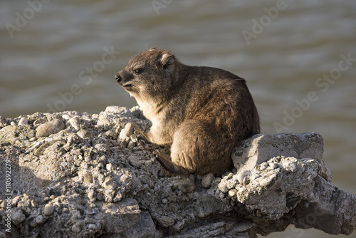 BETTY'S BAY WESTERN CAPE SOUTH AFRICA - APRIL 2016 - Rock Hyrax also known as a Dassie basking in the sun on a rock