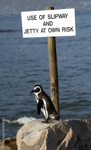 Jackass also know as African Penguin stands guarding a notice on the sea shore at Betty's Bay Western Cape South Africa. photo