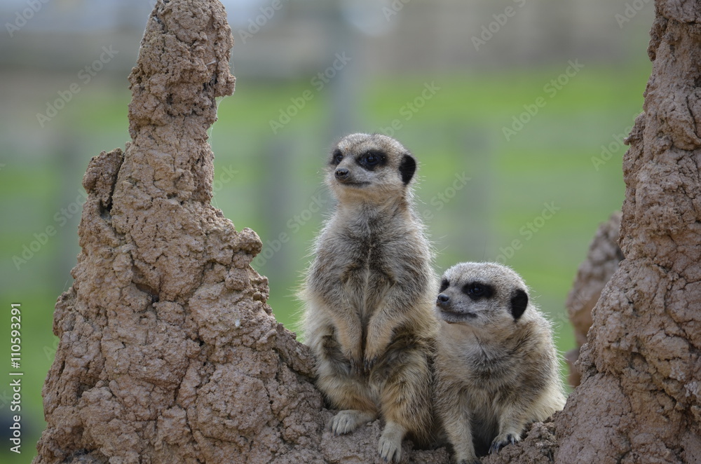 Fototapeta premium Meerkats standing on a rock