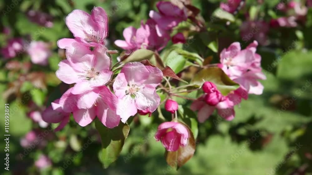 the branches of apple tree with pink flowers on blue sky background swing from the wind the branches of apple tree with pink flowers on blue sky background swing from the wind