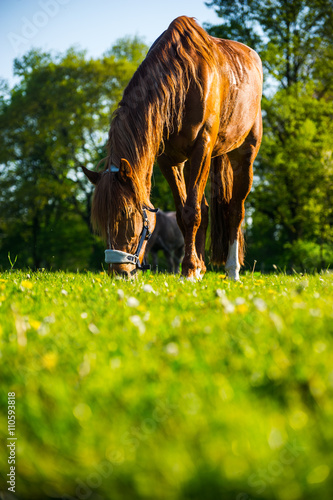 Maja eine braune Stute auf dem Feld