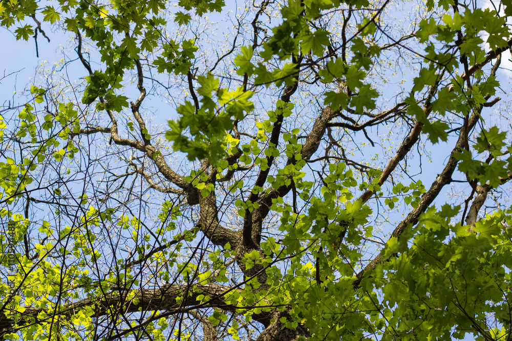 Big tree trunk and branches with green foliage against blue sky
