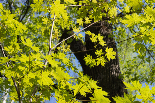 Green maple leaves. Young foliage in spring.