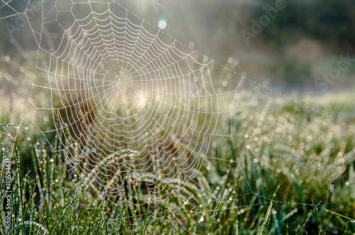 cobweb at dawn and dew on the grass
