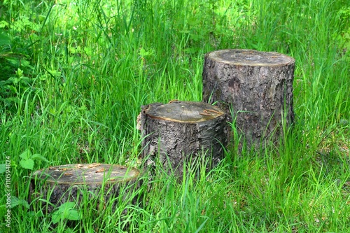 Baumstümpfe zum Balancieren auf Naturspielplatz im Wald 