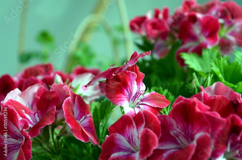 Fototapeta Naklejka Na Ścianę i Meble -  Pink bicolor geraniums in the home garden.