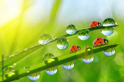 Fresh morning dew on green grass and ladybirds. Natural background.