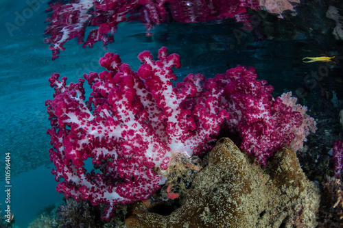 Soft Corals Just Under Surface in Raja Ampat