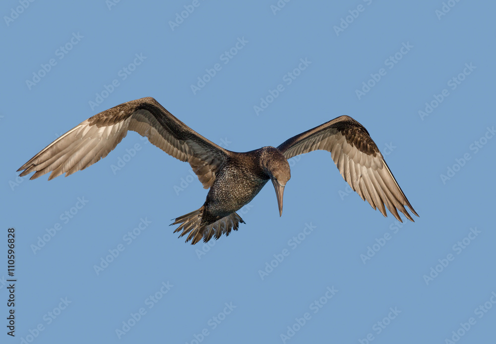 Fototapeta premium Sula Morus bassanus in volo