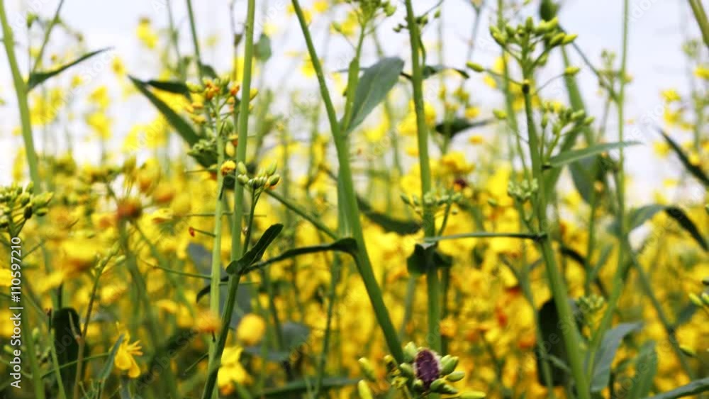 Blooming canola field and blue sky. Close up dolly shot. Blooming canola field and blue sky. Close up dolly shot.