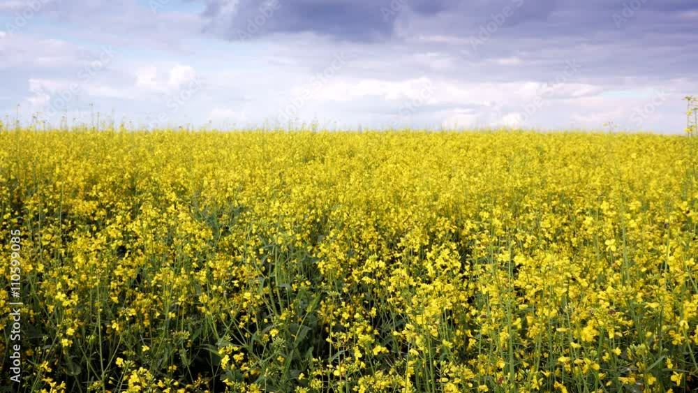Blooming canola field and blue sky. Close up dolly shot. Blooming canola field and blue sky. Close up dolly shot.