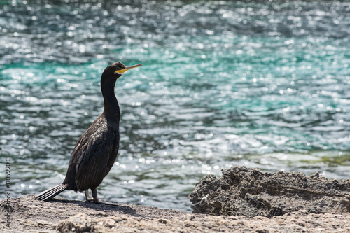 Cormorant, Mediterranean Sea 