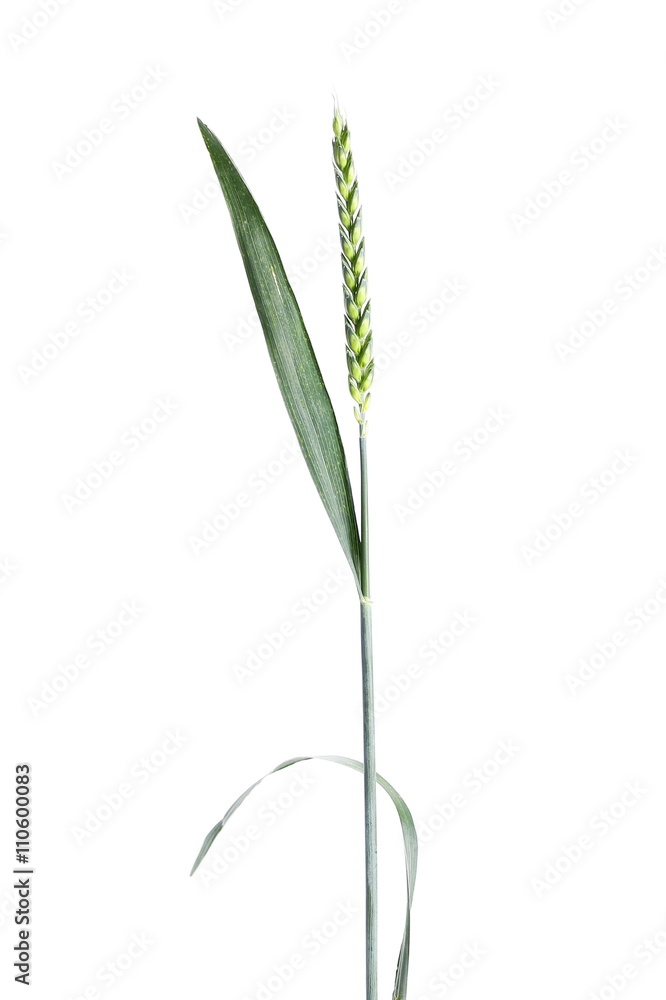 Obraz premium Green wheat isolated on white background