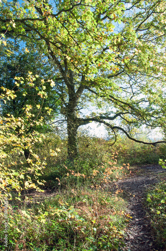 Fototapeta Naklejka Na Ścianę i Meble -  Springtime Tree in England.