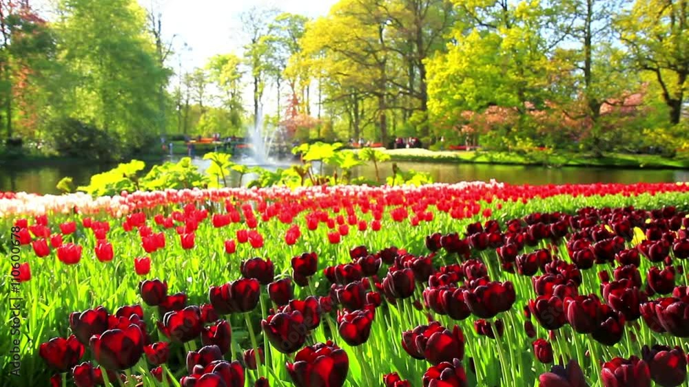 Flowers in the park Keukenhof, the world's largest flower garden, situated near Lisse, the Netherlands. Flowers in the park Keukenhof, the world's largest flower garden, situated near Lisse, the Netherlands.
