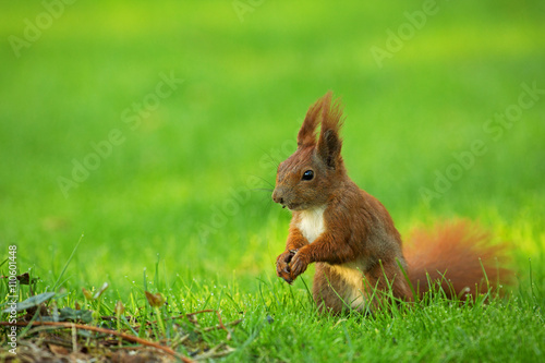 Squirrel (Sciurus vulgaris) © Tomasz Kubis
