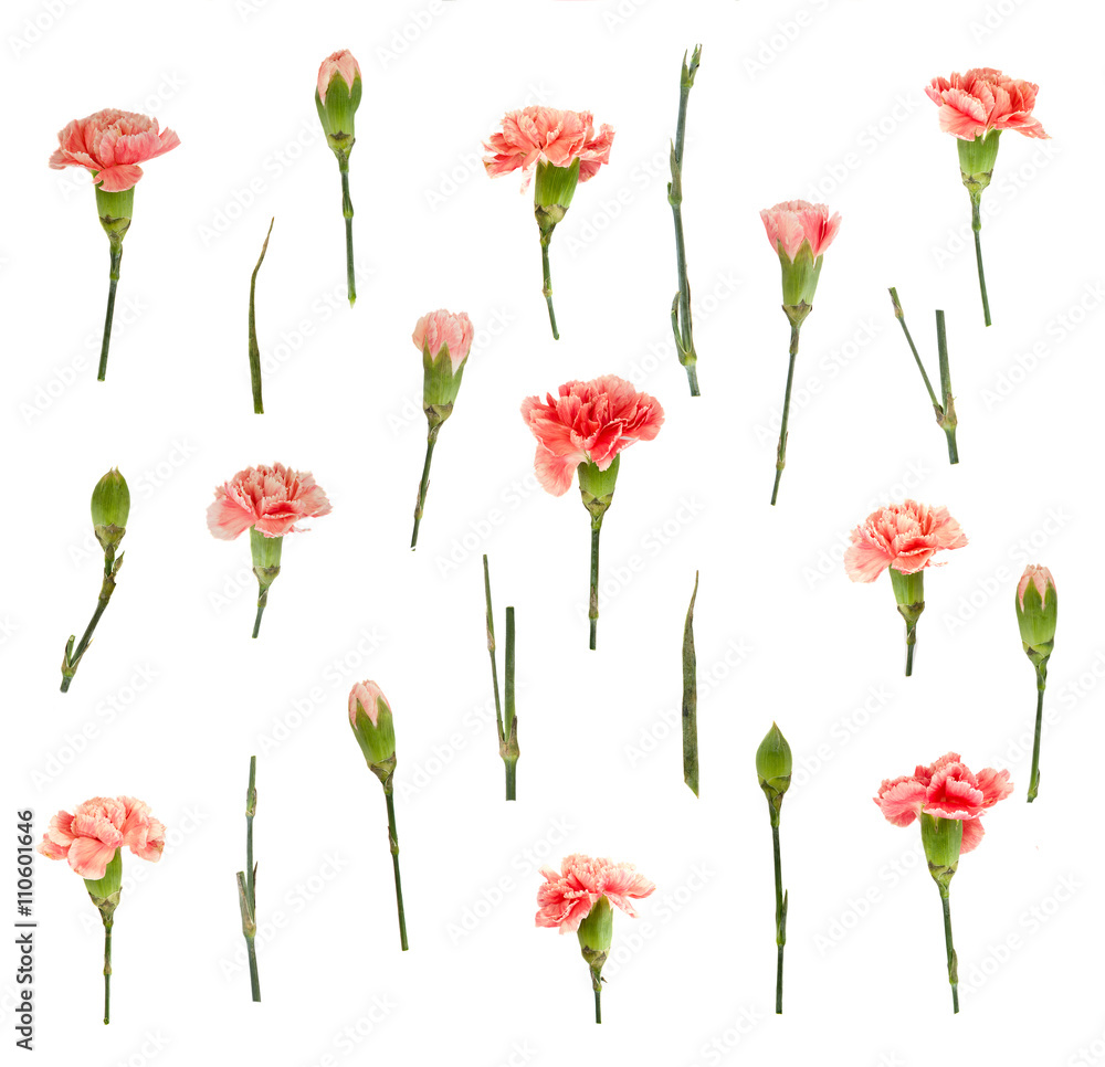 Red carnation floral pattern isolated on white background 