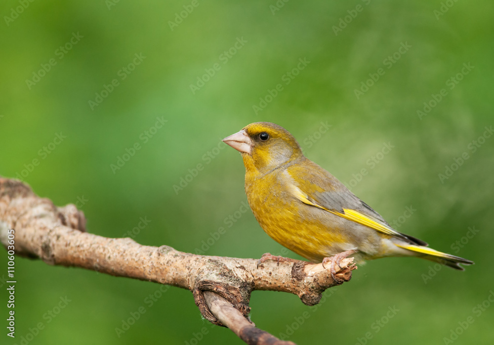 Male of European greenfinch (Chloris chloris) Male of European greenfinch (Chloris chloris)