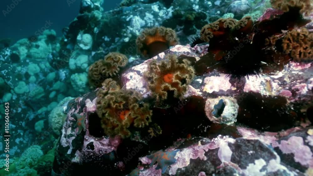 Starfish and sea anemone among the rocks on the seabed. Amazing underwater world and the inhabitants, fish, stars, octopuses and vegetation of the Sea of Japan. Starfish and sea anemone among the rocks on the seabed. Amazing underwater world and the inhabitants, fish, stars, octopuses and vegetation of the Sea of Japan.