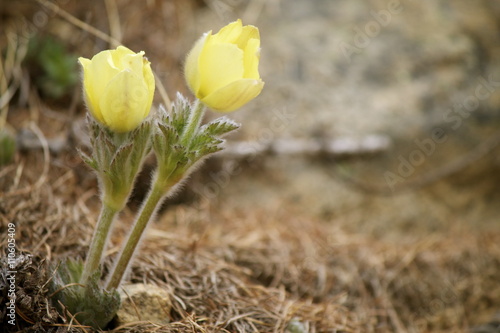 Pulsatilla patens photo