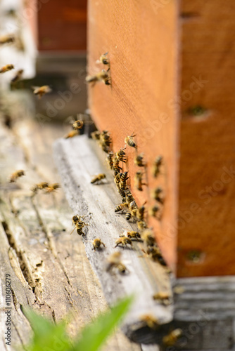 Bienenstöcke © mikebause