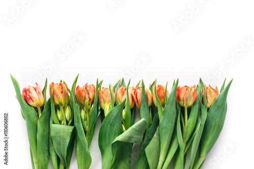 Set of fresh fire red tulips with leaves on white background. Top view High quality photo with space for text. Studio isolated. Ideal for commercial