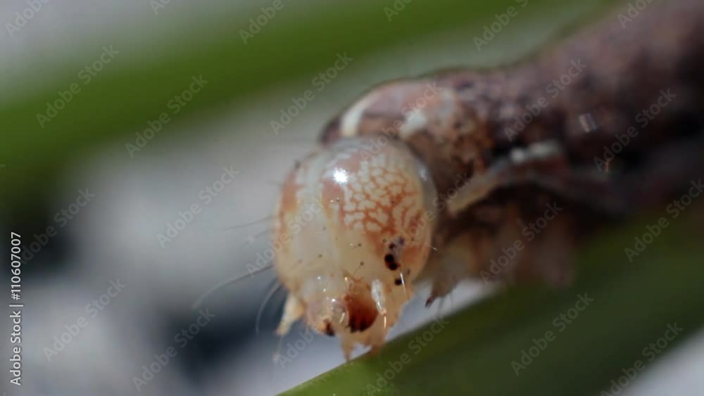 Head of Caterpillar on Plant. The head of the caterpillar is removed by the macro
