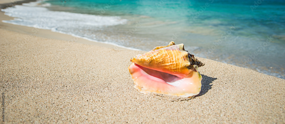 Shell in a Caribbean sea Shell in a Caribbean sea