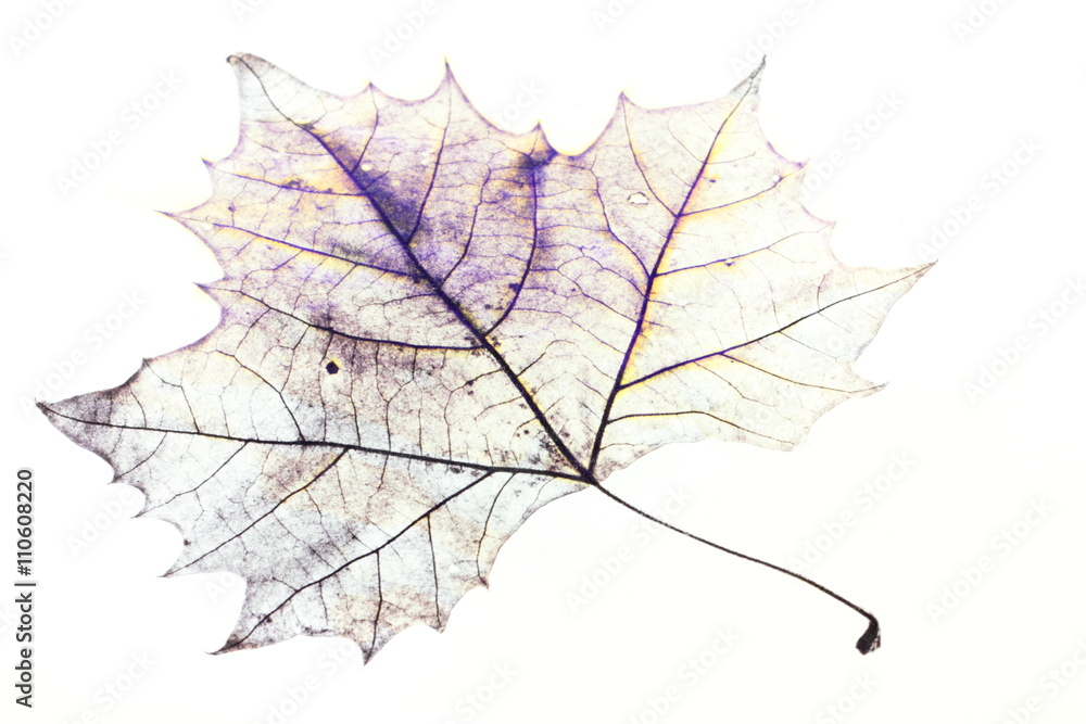 Obraz premium Maple Leaf Drawing