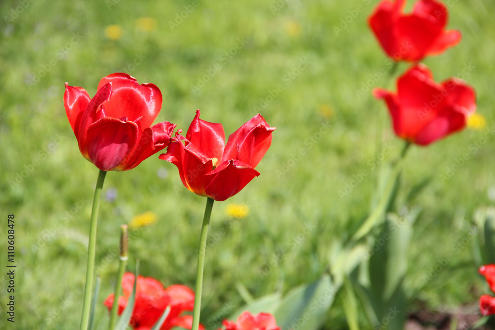 Open flowering red tulips, on green grass background beautiful springtime Open flowering red tulips, on green grass background beautiful springtime