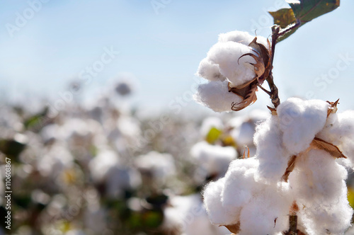 cotton photo