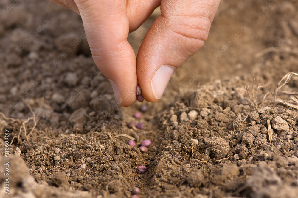 women hand planting seeds in soil in the garden women hand planting seeds in soil in the garden