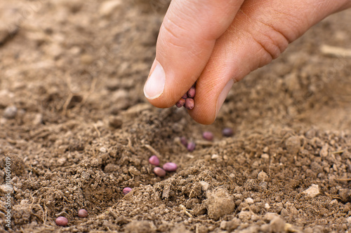 women hand planting seeds in soil, closeup