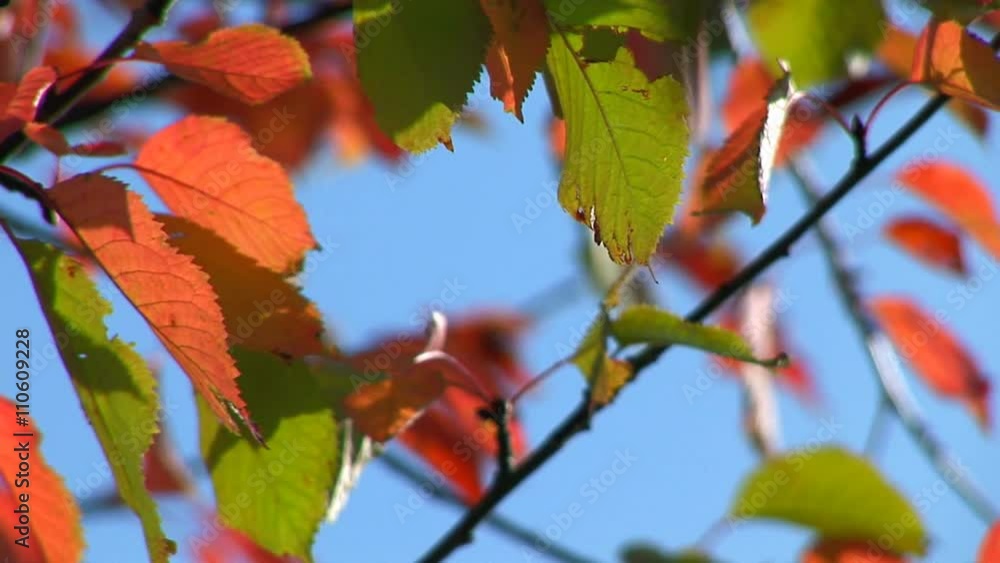 Beautiful trees with colorful leaves in the fall Beautiful trees with colorful leaves in the fall