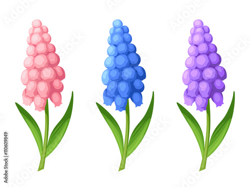 Set of three vector pink, blue and purple grape hyacinth flowers isolated on a white background.