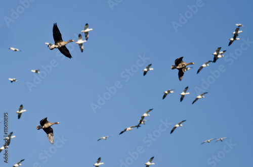 Three Greater White-Fronted Geese Flying Amid the Flock of Snow Geese © rck