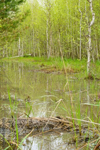 Trees and bushes are reflected in the water