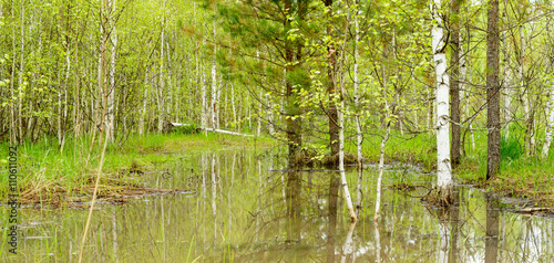 Trees and bushes are reflected in the water